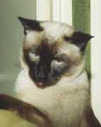 Mouiche
