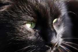 Moumou