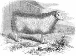 Mounton