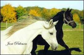 ja-arabians.dk Mouraad