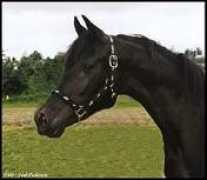 ja-arabians.dk Mouraad