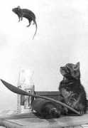 atimetolaugh.org Mousing