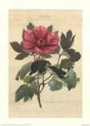 fulcrumgallery.com Moutan