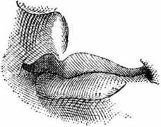 Mouth