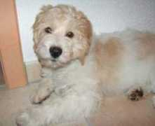 tierschutzverein-santorini.de Moutim