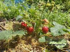 uromas-erdbeeren.de Moutot