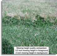 Mowed