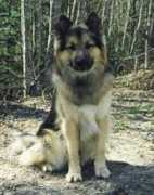malamute.org Mowgly