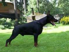 Moxito