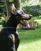 Moxito
