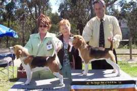 beagleclubnsw.org.au Mpis