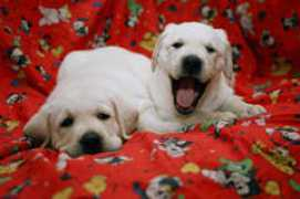 labrador-retriever.ru Mralex