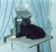 zzcat.com Mrbaby