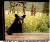 alaskatravelvacations.com Mrbear