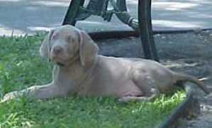 adonaiweims.com Mrgray