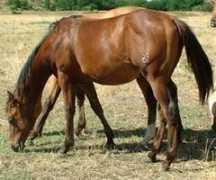 barrelhorses.biz Mrhot