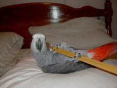 parrotsatplay.com Mrjan