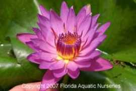 floridaaquatic.com Mrmartin