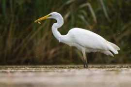 fotoclanky.cz Mrocek