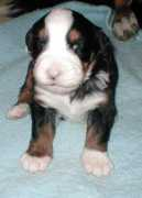 bernese.biz Mrpurple
