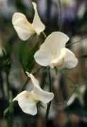 lathyrus-seed.com Mrsc