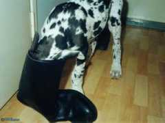 Mrshoe