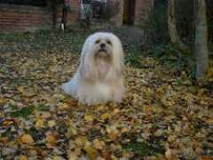 a1animals.co.uk Mrterry