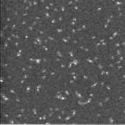 nanoprobes.com Msanta