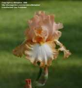 davesgarden.com Mshadow