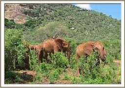 sheldrickwildlifetrust.org Msinga