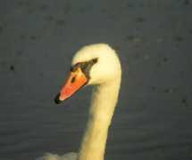 Mswan