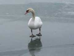 Mswan