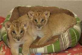 zooborns.com Mtai