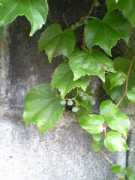 Mtuta