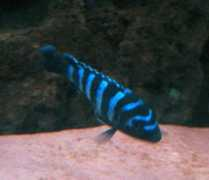 cichlids.com Mubana