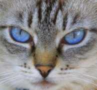 Muce