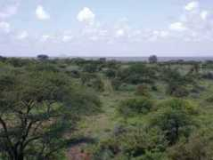 fao.org Muchiru