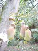 Mucuna