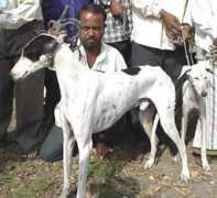 dogsindia.com Mudhol