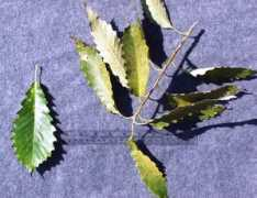 plantsci.missouri.edu Mueh