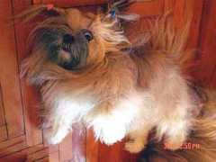 lhasa-apso.ru Mufan