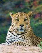kristinasafari.com Mufana