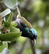 tanzaniabirds.net Mufindi