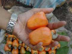 Muhad
