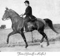 kakagiarabians.com Muhail