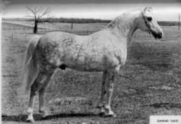 kakagiarabians.com Muhail