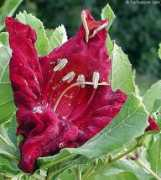 Muhaka