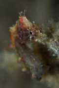 divehappy.com Muhani