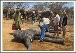 sheldrickwildlifetrust.org Mulaika
