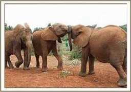 sheldrickwildlifetrust.org Mulaika
